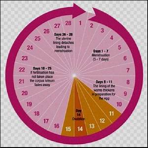 Tips To Calculate Your Ovulation Period Using Your Menstrual Cycle Tips