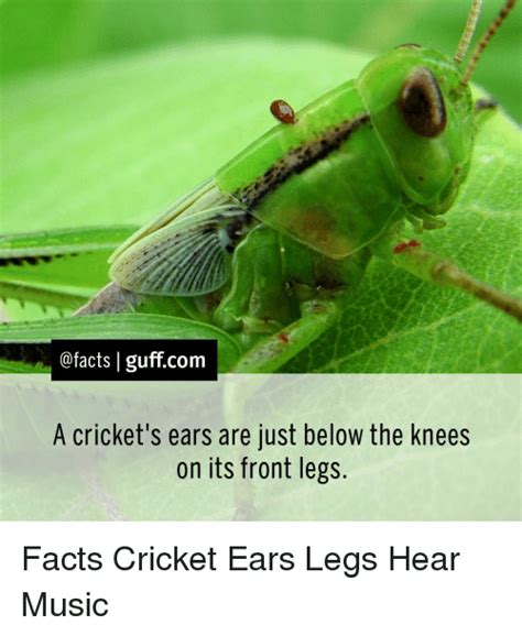 At memesmonkey.com find thousands of memes categorized into thousands of categories. I Guff Com a Cricket's Ears Are Just Below the Knees on ...