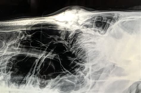 Full Range X Ray Diagnostic Imaging In Horses