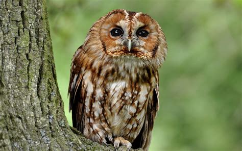 Fondos De Pantalla Aves Animales Fauna Silvestre Ave De Rapiña