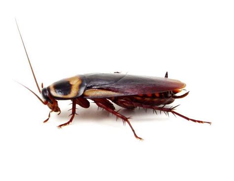 Cockroaches Killroy Pest Control
