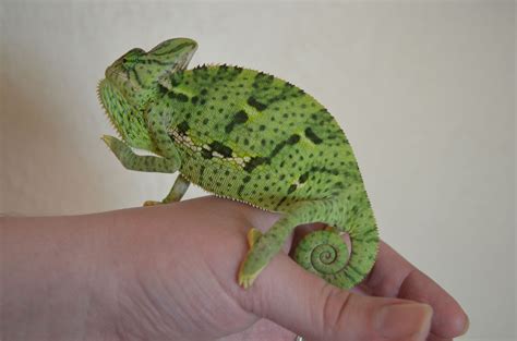 Here is flip, a jemenchamäleon in his new home. This is our chameleon, Cosmo. She is now 6 months old. In ...
