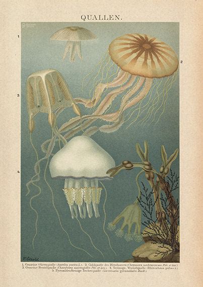 Green Jellyfish Art Print Discoverprints