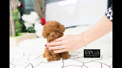 Teddy Bear Poodle Amazing Amount Of Fur D Bridget Rolly Teacup