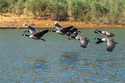 Geese Flock On Autumn Alpine Mountain Pond Not Far From San Pellegrino