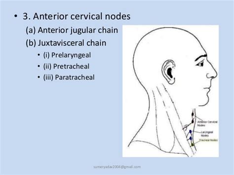 Anterior Cervical Lymph Nodes Slideshare