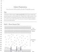 Math worksheet photosynthesis and cellular respiration activities from cellular respiration worksheet answer key , source: POGIL Oxidative Phosphorylation KEY - Oxidative Phosphorylation HOW are the electrons in NADH ...