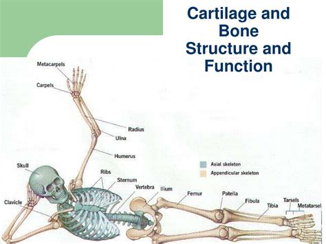 Ppt Long Bone Anatomy Powerpoint Presentation Free