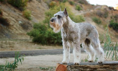 Standard Schnauzer Characteristics Care And Photos Bechewy