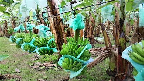 Incredible Banana Farm Harvest With Cableway Banana Production