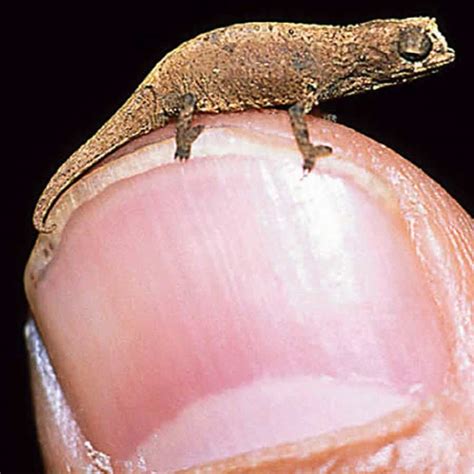 10 Of The Smallest Animals In The World