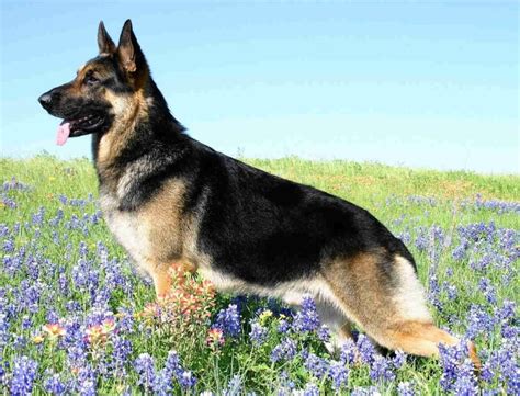 German Shepherd Breed Guide Learn About The German Shepherd