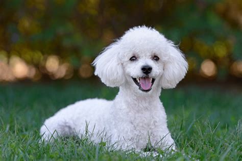23 All White Dog Breeds Of Every Shape And Size