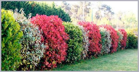 Ornamental Hedge Shrubs Your Best Combo Packages And 10 Plant Value
