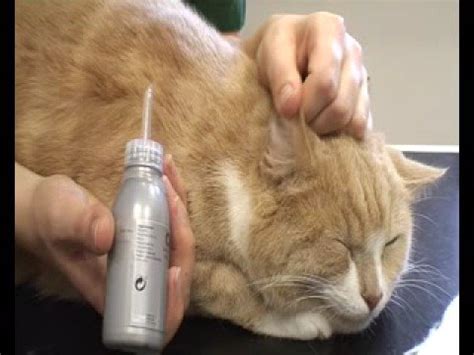 What is the black stuff in my cat's ears? How to clean a cat's ears.mp4 - YouTube