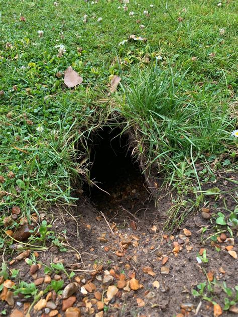 Do Rats Dig Holes In Your Lawn A Pictures Of Hole 2018