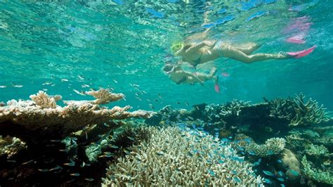Full Day Outer Great Barrier Reef Cruise And Snorkelling Tour