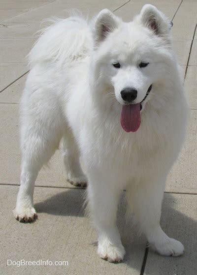 Giant Samoyed Puppies