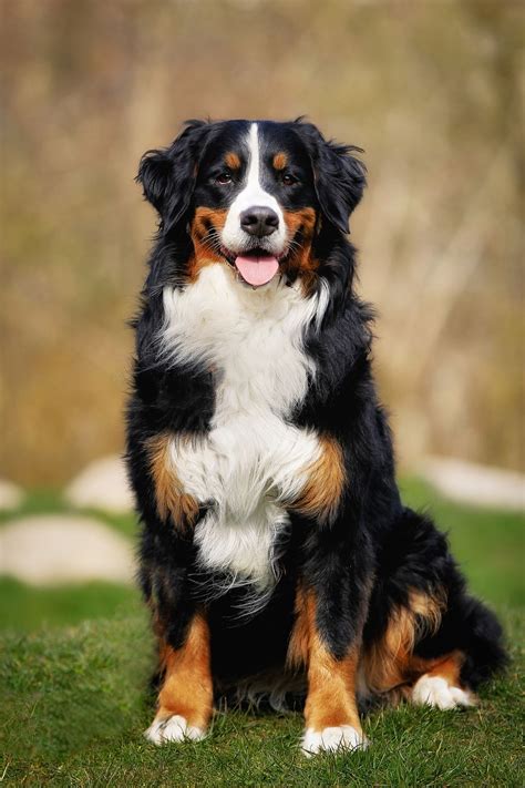 45 Best Large Dog Breeds For People Who Have A Lot Of Love To Give