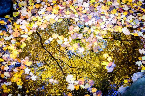 Autumn Reflections Photograph By Randy Scherkenbach Fine Art America