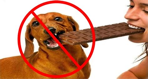 You Shouldnt Give Dogs Chocolate No Matter What Heres The Shocking