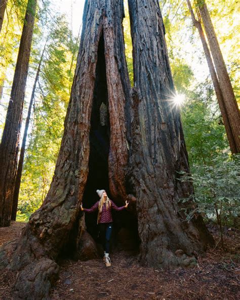 Redwood Grove Loop Trail Hikes Near Santa Cruz California Wanderland