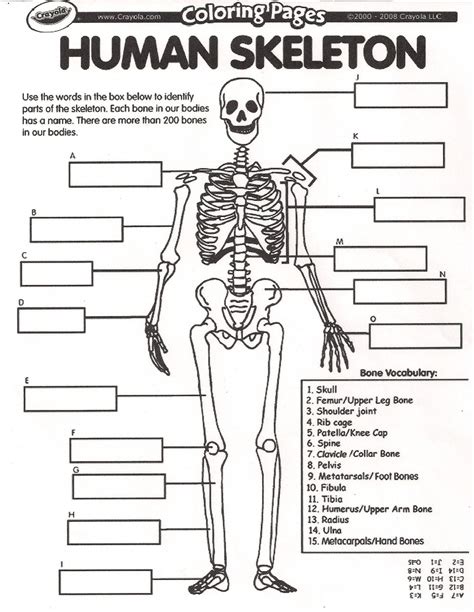 Skeletal Anatomy Worksheets Free Printable Worksheet