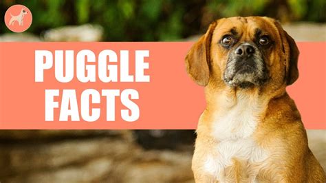 Puggle Dogs 7 Amazing Facts You Must Know Youtube