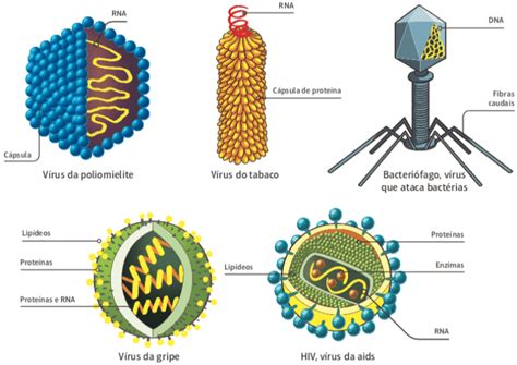 Vírus Descoberta Tipos Características Como Agem Cola Da Web