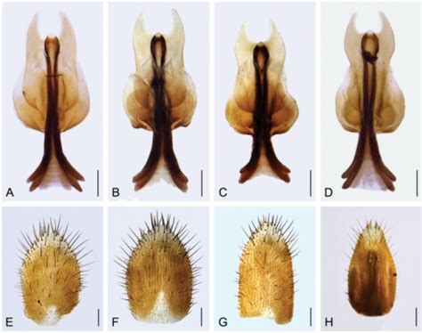 Variation Of The Female Genitalia Of P Obtusa Ventral Open I