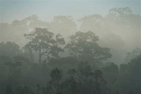 Premium Photo Morning Fog In Dense Tropical Rainforest Thailand
