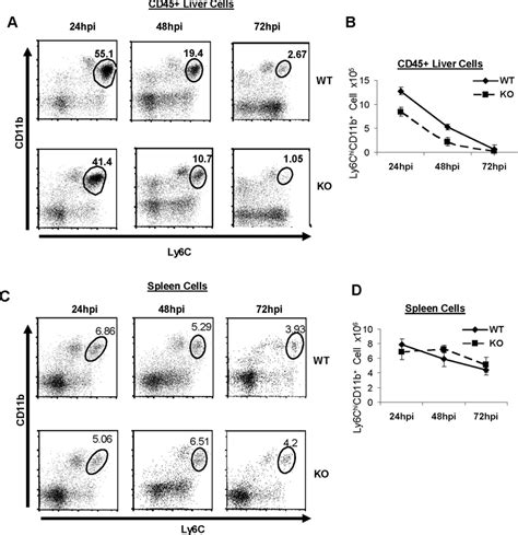 Mpys −− Mice Exhibit Diminished Ly6c Hi Monocytes Recruitment To Liver