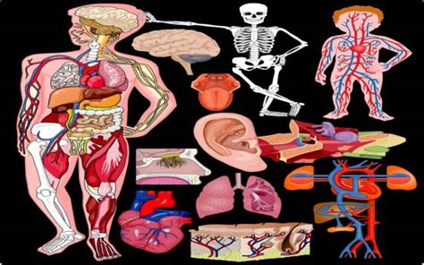Los Aparatos Y Sistemas Del Cuerpo Humano
