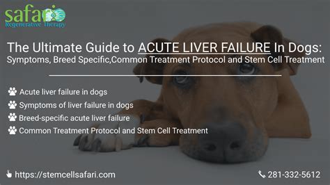The Ultimate Guide To Acute Liver Failure In Dogs Symptoms Breed