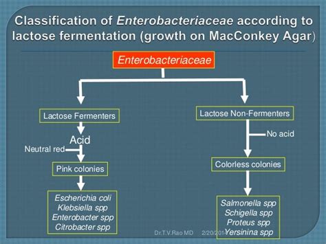 Enterobacteriaceae 120413233647 Phpapp02