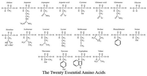 Essential amino acids are critically important for a healthy body and brain. Molecular Evolution