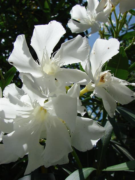 Starr 080531 4806 Neriumoleander Whiteflowers Charlieba Flickr