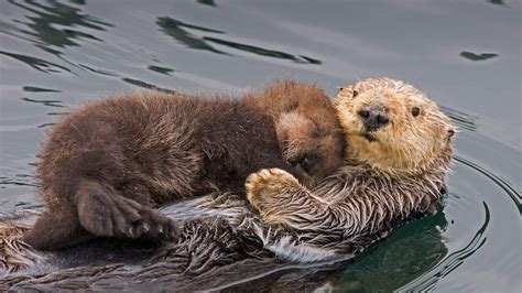 Sea Otter Mother And Pup Monterey Bay California Usa Bing Gallery