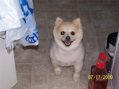 Furry Friends Help Network