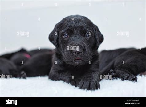 Cachorro Labrador Fotografías E Imágenes De Alta Resolución Alamy