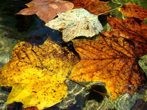 Leaves Floating Stock Photo Image Of Brilliant Park 5886514