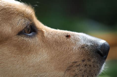 Maybe you would like to learn more about one of these? Ticks on Dogs Even in the Fall! | Modern Dog magazine