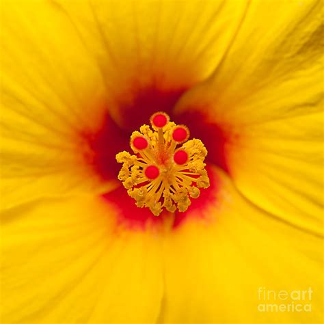 Square Hibiscus Set 2 Of 4 Photograph By Photos By Cassandra Fine Art