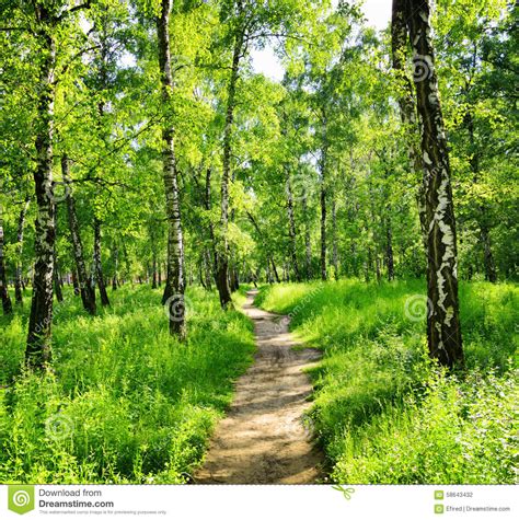 Birch Forest On A Sunny Day Stock Photo Image 58643432