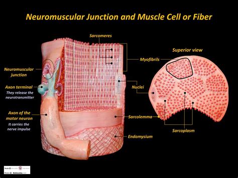 Muscle Fiber Contraction
