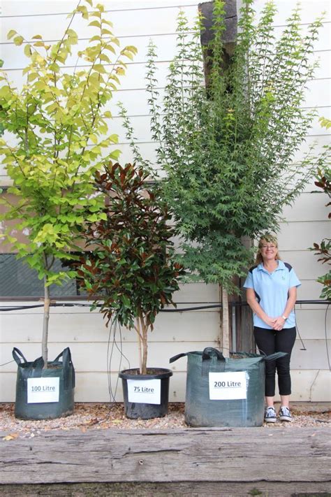Tips For Growing Trees In Pots City Of Sydney News Potted Trees