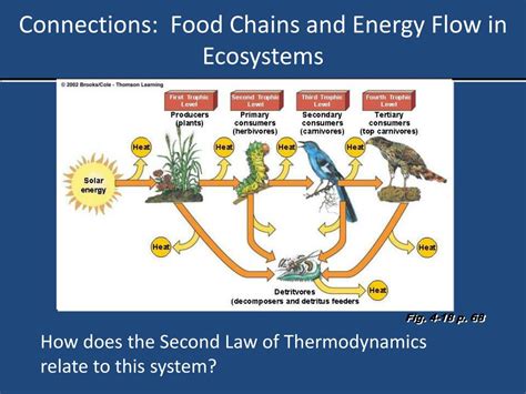 Reveals that energy is transferred between organisms in one direction in a food chain, but that interconnected food chains make a food web. PPT - Ecosystems: What Are They and How Do They Work ...