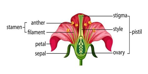 The Structure And Functions Of Pistil An Overview