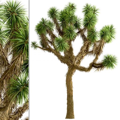 Set Of Joshua Trees Yucca Brevifolia 3 Trees 3d Model For Vray