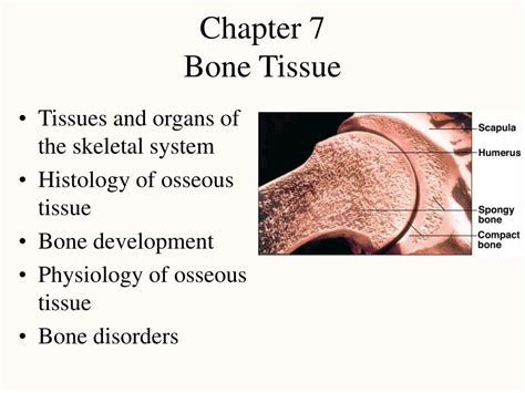 Ppt Chapter 7 Bone Tissue Powerpoint Presentation Free Download Id
